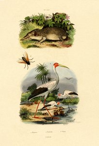 Tenrec - French School